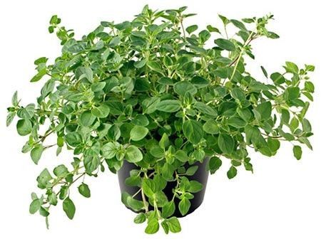 Oregano Tincture 50ml 