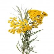 Helichrysum Blossom Water_0