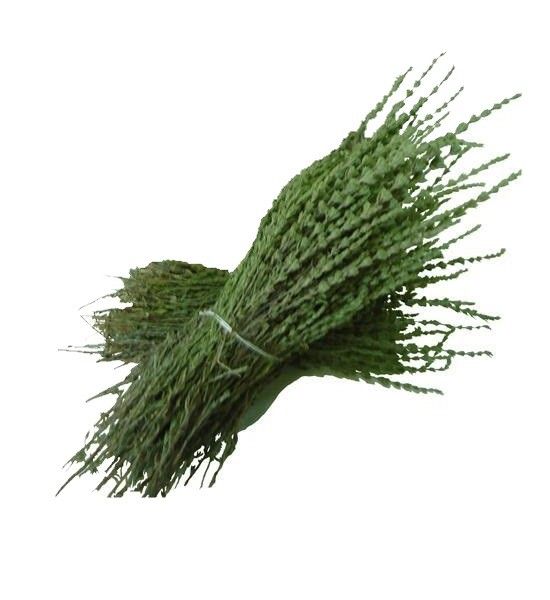Cypress Tincture 50ml 