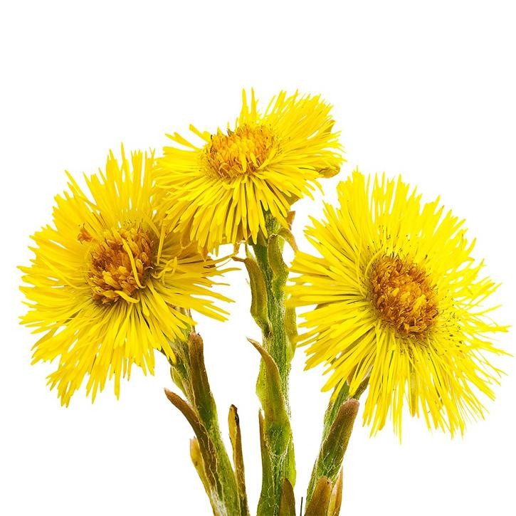 Coltsfoot Tincture 50ml 