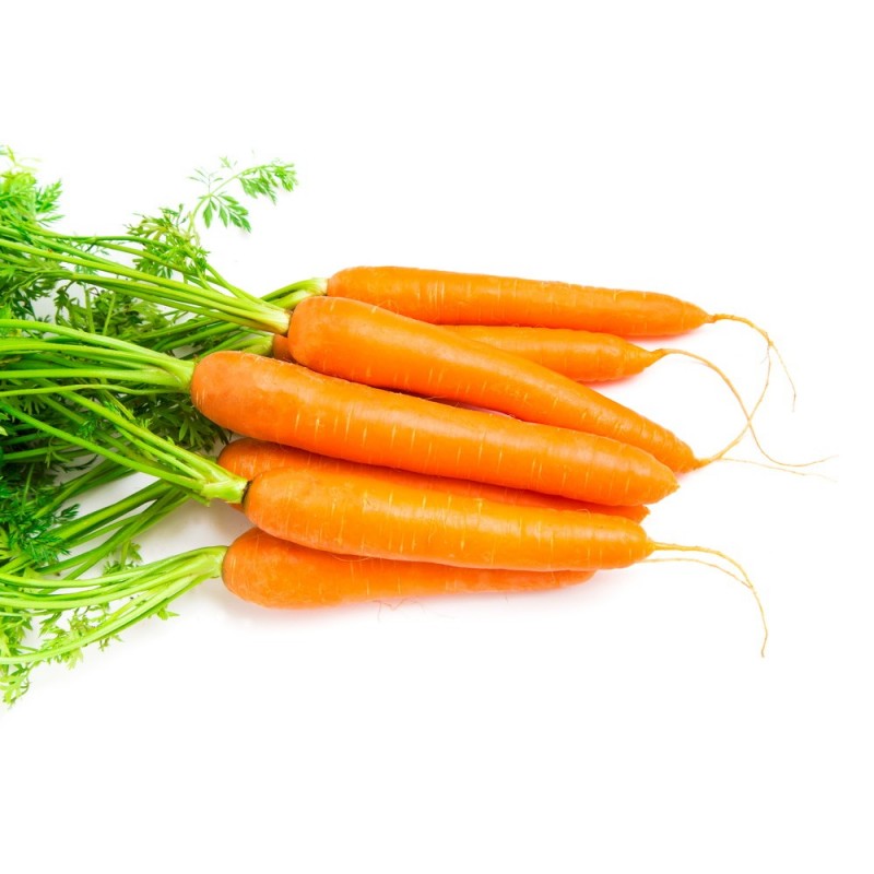 Carrot Essential Oil