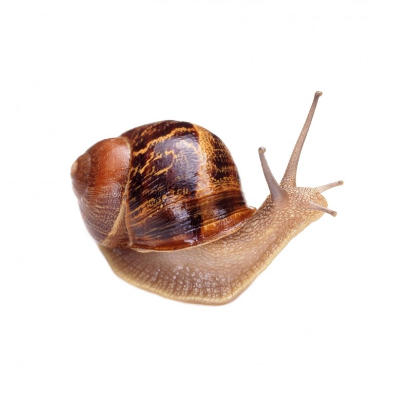Έκκριμα Σαλιγκαριού (Snail Secretion)