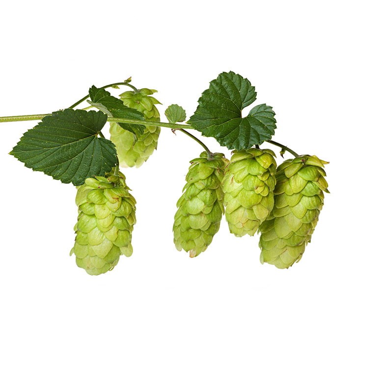 Κάψουλες Λυκίσκος (Humulus Lupulus) 70 Τεμάχια 600mg