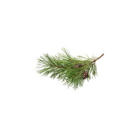 Pine Essential Oil 